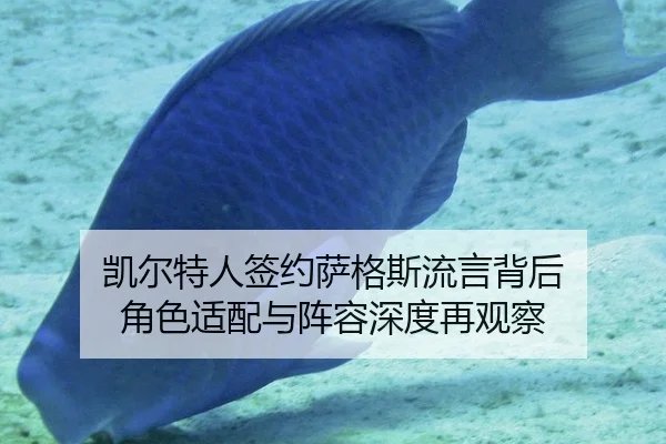 凯尔特人签约萨格斯流言背后 角色适配与阵容深度再观察